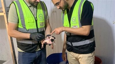 ضبط نصف طن من اللحوم والحمام الفاسد خلال حملات لسلامة الغذاء بالغربية