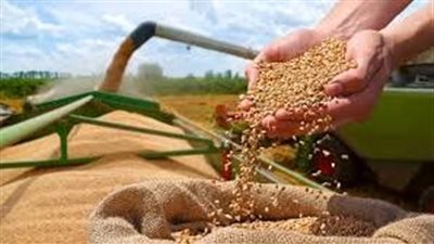 القمح في صدارة الاهتمام.. الدولة تواصل دعم المزارعين لتعزيز الأمن الغذائي وزيادة الإنتاج المحلي