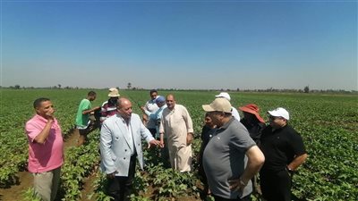 الزراعة تتابع زراعات القطن بالدقهلية وتقدم الدعم الفني للمزارعين