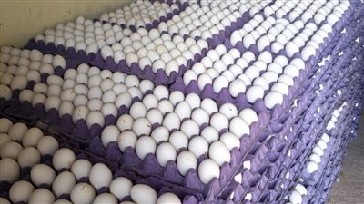 استمرار انخفاض أسعار الدواجن والبيض بأسواق الفيوم 