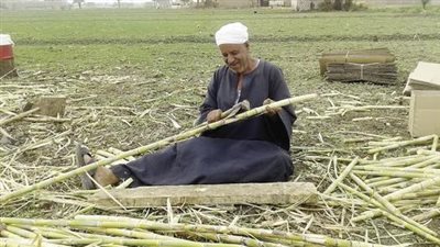 نقابة الفلاحين: ملف السكر خرج عن مساره.. ومزارعو القصب والبنجر يدفعون الثمن