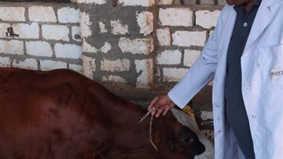 تحصين 175 ألفًا و824 رأس ماشية ضد الحمى القلاعية بالمنيا 