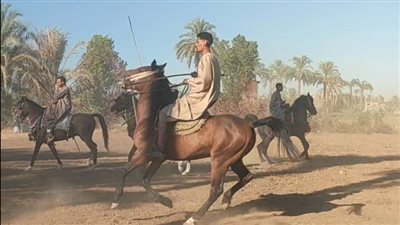 إقبال كبير على مرماح مولد الشيخ شوري النجار بالمراشدة في قنا
