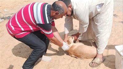 تحصين 267 كلبًا حرًا بالإسماعيلية ضمن حملة مكافحة السعار