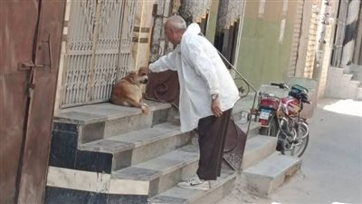 لتحصين الكلاب الضالة.. لجان بيطرية تجوب قرى الفيوم 