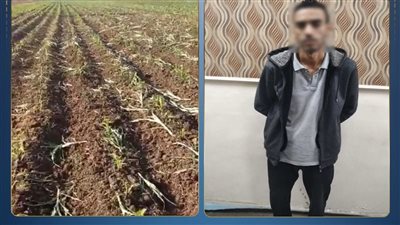 بسبب خلاف على إيجار أرض.. ضبط متهم بإتلاف محصول زراعي بالبحيرة