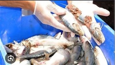 علامات تدل على فساد السمك.. احذرها قبل الشراء أو الأكل