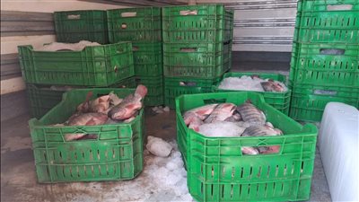 ضبط 425 كيلو أسماك غير صالحة قبل ترويجها بأحد مطاعم مدينة أسيوط 