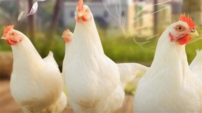 استقرار أسعار الدواجن والبيض واللحوم الحمراء بأسواق الفيوم 