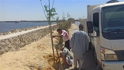 غرس الأشجار على طريق بحيرة قارون السياحي بالفيوم 