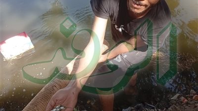 استجابة لما نشرته الوفد .. نصف مليون زريعة سمكية تعيد الحياة لبحر مليج بالمنوفية