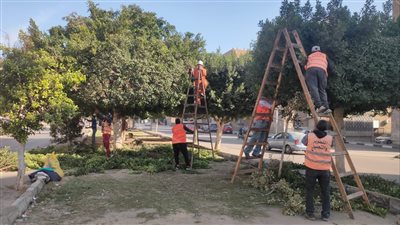 جمِّل مدينتك.. حملات مكثفة لتشجير الإسماعيلية وإزالة بؤر القمامة وتحسين المظهر الحضاري