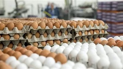 مصر تحقق الاكتفاء الذاتي من البيض وتصدر 40% من فائض الإنتاج