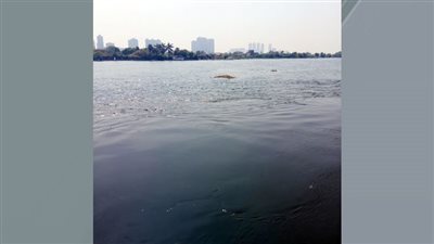 النيل يلتهم أبناءه..فريق غواصي الخير في مهمة لانتشال جثامين الغرقى 