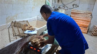 تحرير 68 محضرًا خلال حملات رقابية على مخابز السنطة و المحلة