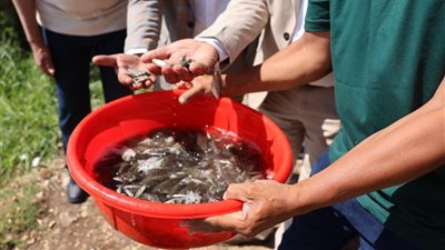 محافظ المنيا: إطلاق زريعة الأسماك استثمار استراتيجي طويل الأجل