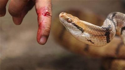 ماذا تفعل إذا لدغك ثعبان؟.. نقيب الأطباء البيطريين السابق يُجيب