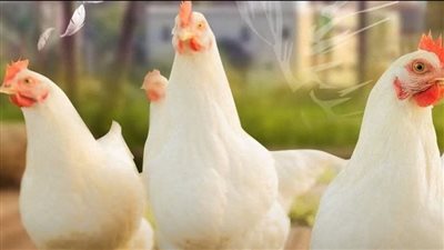 استقرار أسعار الدواجن واللحوم وتوافر المعروض بأسواق الفيوم 