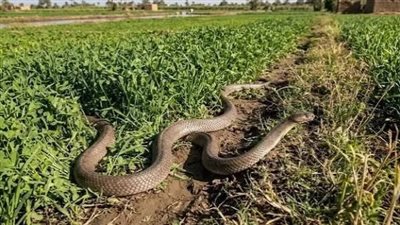 نقيب الأطباء البيطريين السابق يكشف عن العاملين الرئيسيين وراء انتشار الثعابين