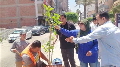  جهاز التطوير والتجميل يواصل أعمال تكويد الأشجار بالإسماعيلية