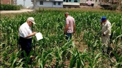 زراعة الشرقية تنظم يومًا حقليًا للنهوض بمحصول الأرز بأبو كبير وكفر صقر 