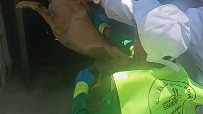  طب يطري الدقهلية بعلن انطلاق حملة تحصين وتعقيم الكلاب الضالة