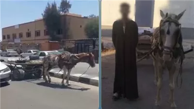 ضبط سائق عربة كارو لتعطيله الحركة المرورية أمام مستشفى بشمال سيناء
