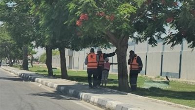 شجرة ومظلة تنسج حكاية الكادحين تحت الشمس بالإسماعيلية