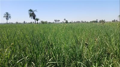 ارتفاع درجات الحرارة تجهد المحاصيل الزراعية بقنا
