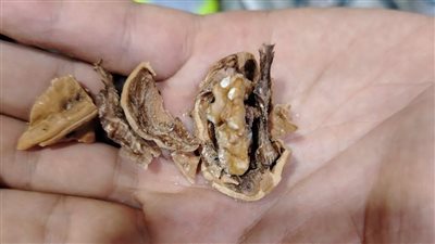صور| ضبط 97 كيلو مكسرات وتوابل بها عفن وحشرات بالفيوم