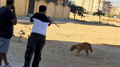وقاية تمتد لأحياء العاشر.. تحصين الكلاب الحرة لمواجهة السعار