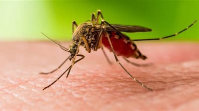 الصحة العالمية تحذر.. 240 مصابًا بفيروس حمى غرب النيل