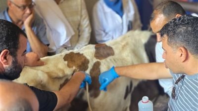 محافظ أسيوط: تدريب 40 طبيبًا بيطريًا على استخدام الموجات فوق الصوتية 