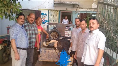 التحفظ على بقرة مريضة مذبوحة قبل بيعها في الفيوم