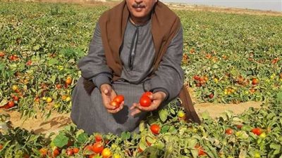 أسعار الطماطم تواصل الارتفاع بالإسكندرية .. ومواطنون يتساءلون: متى تعود لـ10 جنيهات ؟