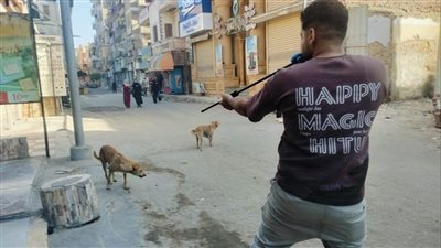 من الشوارع إلى التوعية.. تحرك بيطري للحد من مخاطر الكلاب الحرة في بلبيس