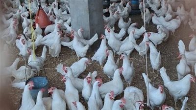 92 ألف طائر تحت الحماية.. بيطري الشرقية تكثف التحصينات ضد الأمراض الوبائية