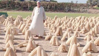 «اللوف المصرى» مهدد بالاختفاء