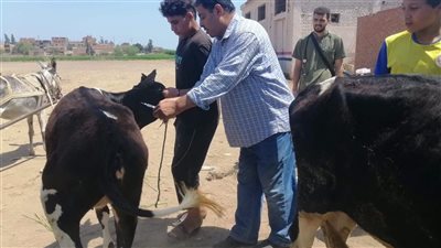 محافظ الغربية يتابع القافلة البيطرية المجانية بقرية شندلات بالسنطة