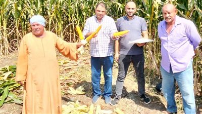 متابعة حقول الحملة القومية للنهوض بمحصول الذرة الشامية بالفيوم 
