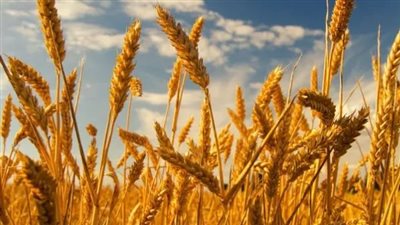القمح الأحمر الصلب يصعد لأعلى مستوى في 3 أسابيع وسط مخاوف الإمدادات
