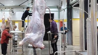 تحويل 33 مجزراً حكومياً من العمل اليدوي إلى نصف الآلي لتوفير لحوم آمنة وصحية