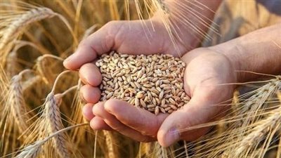   خبير يكشف تفاصيل ارتفاع إنتاج مصر من القمح إلى 10.2 مليون طن