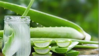 وصفات بطلها جل الصبار.. سر طبيعي لبشرة نضرة وشعر أكثر حيوية
