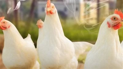 استقرار أسعار اللحوم والبيض والدواجن بأسواق الفيوم 