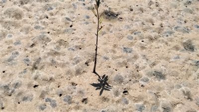 مانجروف البحر الأحمر.. مورد بيئي يدعم حماية الطبيعة والتنمية المستدامة