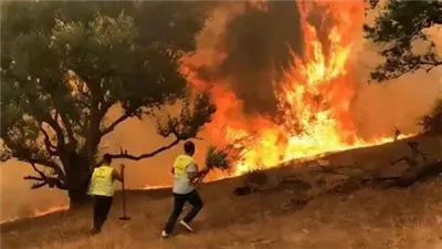 مصر تعرب عن تضامنها الكامل مع الجزائر في مواجهة حرائق الغابات 