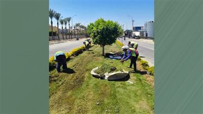 جهاز مدينة 15 مايو يواصل أعمال الزراعة والتشجير وتكثيف الزراعات بمختلف المناطق