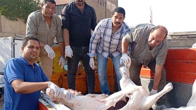 ضبط 400 كيلو لحوم فاسدة وغير صالحة للاستهلاك بالفيوم 