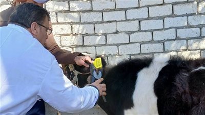 تحصين 43 ألفً رأس ماشية ضد الحمى القلاعية والوادي المتصدع بالبحيرة